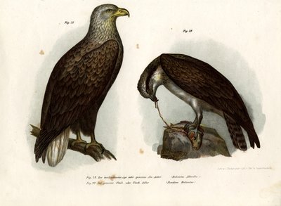 Seeadler, 1864 von German School